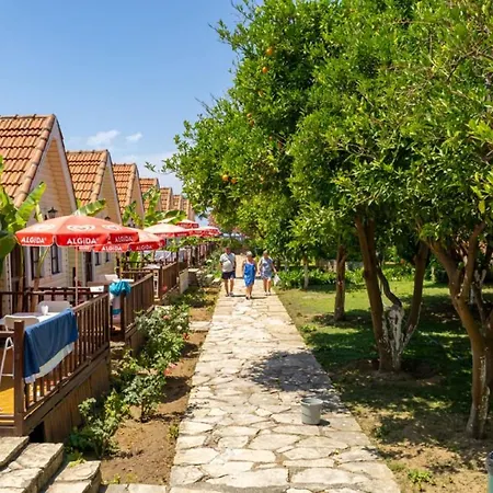 Clover Magic Nova Сіде