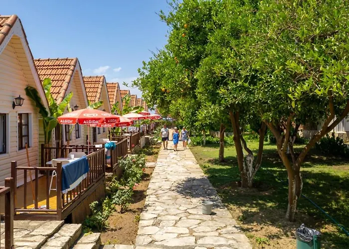 Clover Magic Nova Sidé